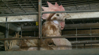 Астраханская птицефабрика, оказавшаяся на грани разорения, обретёт инвестора