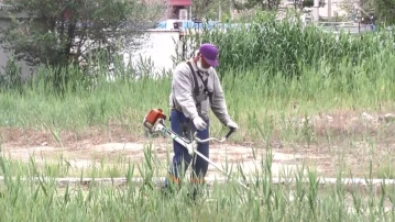 Коммунальщики Астрахани ликвидируют сорняки и камыш