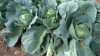 На полях Астраханской области приступили к сбору позднего урожая