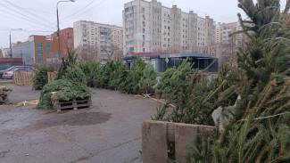В Астрахани составили 13 протоколов за торговлю ёлками в нелегальных местах