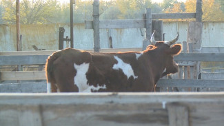 В Астраханской области ужесточают правила выпаса сельскохозяйственных животных