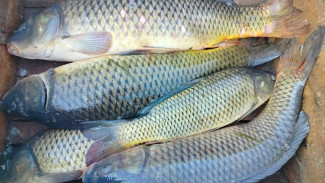 В Астраханской области стартовала операция "Путина-2026"