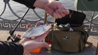 Участники фестиваля "Вобла 2022" соревновались в личном зачёте