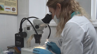 Россельхознадзор проверил крупную партию фасоли, поступившую в Астраханскую область