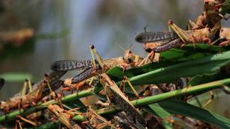 В борьбе с саранчой планируют применить разработку астраханских учёных 