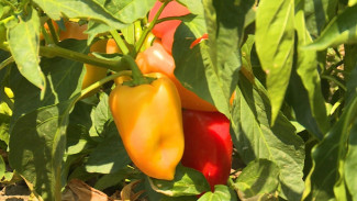 На астраханских полях приступили к уборке раннеспелых болгарских перцев