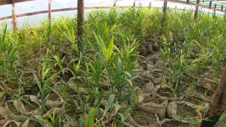 В Красноярском округе впервые высадили имбирь