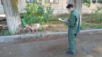 Руководителя УК в Астраханской области осудили на 2 года за гибель женщины из-за упавшего дерева