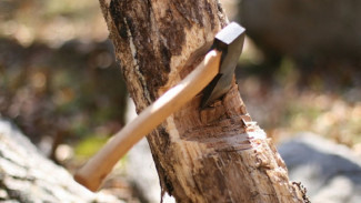 Астраханца признали виновным в причинении ущерба лесу на 30 млн рублей