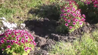 Вандалы сорвали цветы из клумб по Астрахани