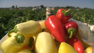 Астраханские фермеры приступили к сбору перца