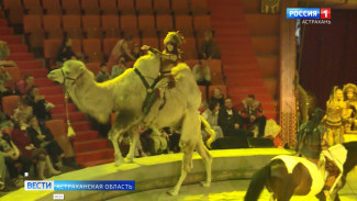 Астраханский цирк показал, как проходят репетиции