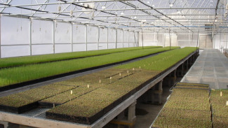 Астраханские растениеводы получат более 100 млн рублей господдержки