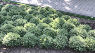 В парках и скверах Астрахани высадят порядка тысячи хризантем