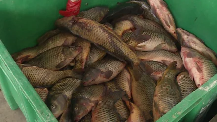 Образовательным учреждениям Астраханской области безвозмездно передают рыбу