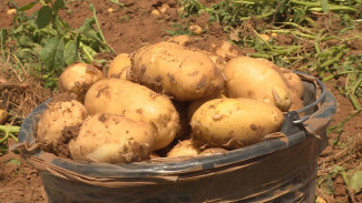 Астраханские фермеры приступили к сбору раннего картофеля