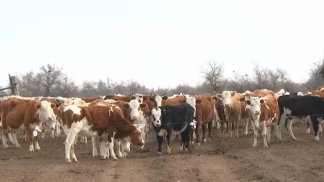 В Астраханской области с начала этого года численность поголовья овец и коз превысила 1 млн голов