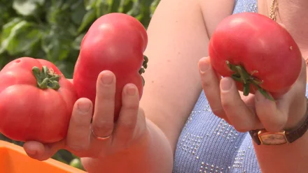 Астраханские фермеры приступили к поставке тепличных помидоров