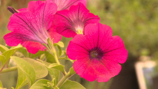 Астраханский питомник представил широкий выбор цветов и хвойных деревьев