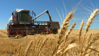 В Астраханской области приступили к сбору пшеницы