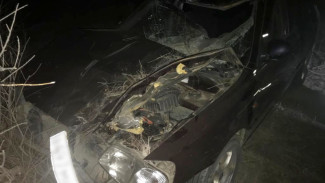 На трассе под Астраханью в ДТП с коровой погиб 65-летний мужчина