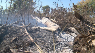 Что привело к недавнему пожару на Городском острове в Астрахани 