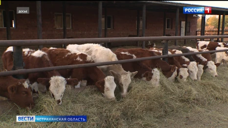 В Астраханской области зафиксировали 7 случаев заболевания бруцеллезом