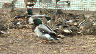 На дичферме в Астраханской области выращивают птенцов утки-кряквы и фазана