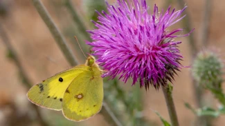 Астраханец запечатлел порхающих бабочек в степях