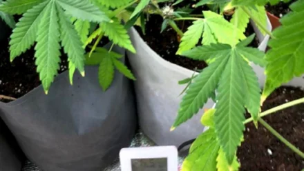 Под Астраханью накрыли нарколабораторию по выращиванию конопли