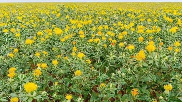 На севере Астраханской области фермеры выращивают сафлор
