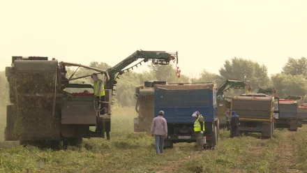 В Астраханской области приступили к сбору томатов с помощью комбайнов