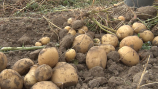 Россельхознадзор проверил астраханские картофельные поля