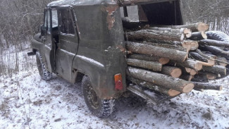 В Астраханской области выявили факт незаконной вырубки ясеня