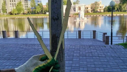 В астраханской полиции сообщили, кто повредил деревья на Лебедином озере