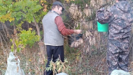 В Астраханской области заготовят более 630 кг семян лесных деревьев для питомников