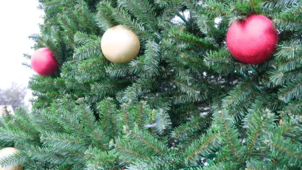 Завтра на главной ёлке Астрахани зажгут огни