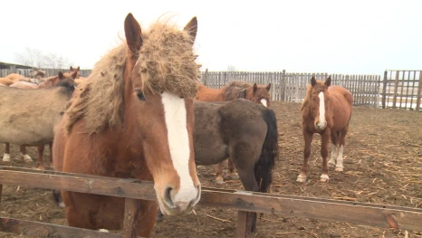 Скакуны астраханского крестьянско-фермерского хозяйства покоряют местные пастбища