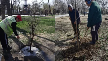 В Астрахани приступили к масштабной высадке деревьев