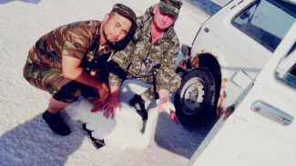 В Астраханской области на озере Баскунчак спасли лебедей от гибели