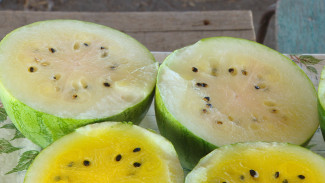 В Астраханской области вырастили арбуз с белой мякотью