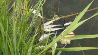 Под Астраханью мужчина запустил насос и погубил 2000 мальков рыбы