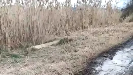 В Астрахани по просьбе жителей скосили камыш, но забыли убрать