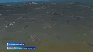 В Астраханской области выпустили 60 тыс. молодых русских осетров
