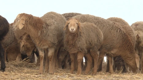 В Астраханской области появилась новая арашанская порода овец