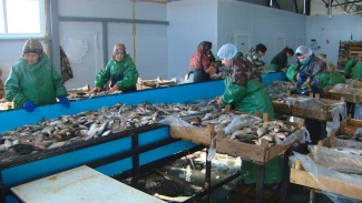 Как устроено современное рыбоперерабатывающее производство