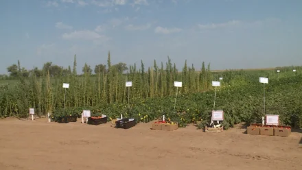 В Черноярском районе прошёл «День поля» в честь 30-летия Прикаспийского института аридного земледелия