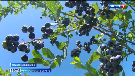 Как растет северная ягода в жарком астраханском климате