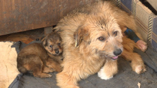 В Астрахани приют “Верный друг” для бездомных животных нуждается в помощи