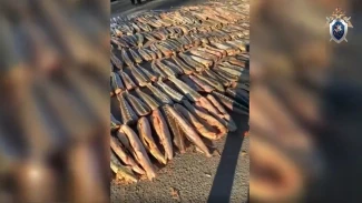 Из Астрахани в Саратов незаконно перевозили 6,5 тонн осетров